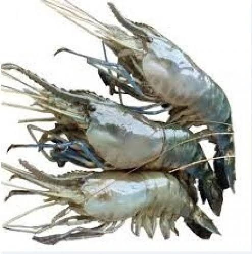 Lobster - গলদা চিংড়ি (A grade) - No Jelly & Formalin